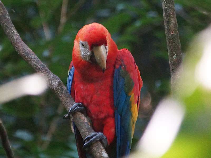 Hellroter Ara (Scarlet Macaw, Ara macao); Foto: 14.12.2017, Nähe Napo Wildlife Center