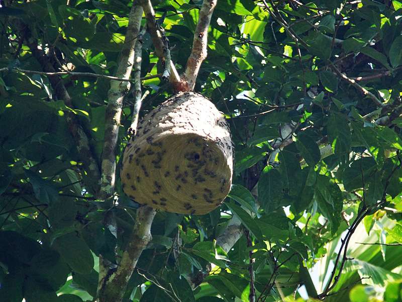 Ein Bienennest hoch oben in den Bäumen an der Lehmlecke in der Nähe des Napo Wildlife Center; Foto: 14.12.2017