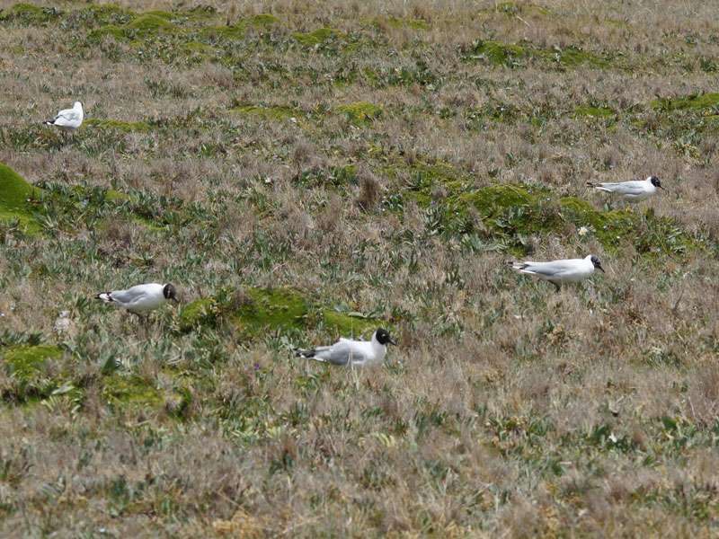Andenmöwen (Andean Gull, Larus serranus); Foto: 24.12.2017, Reserva Ecológica Antisana