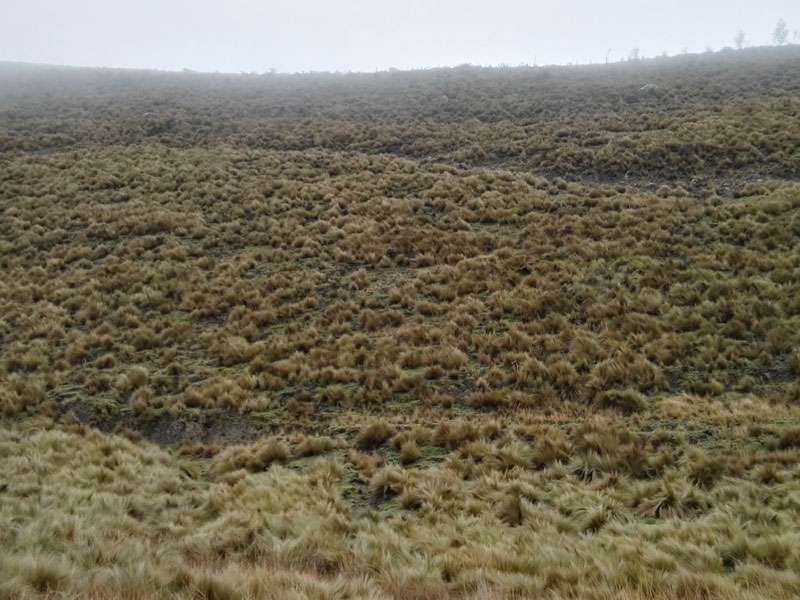 In großer Höhe dominiert niedrige Vegetation wie die Grasart Stipa ichu; Foto: 27.12.2017, Foto: 27.12.2017, Reserva de Producción de Fauna Chimborazo