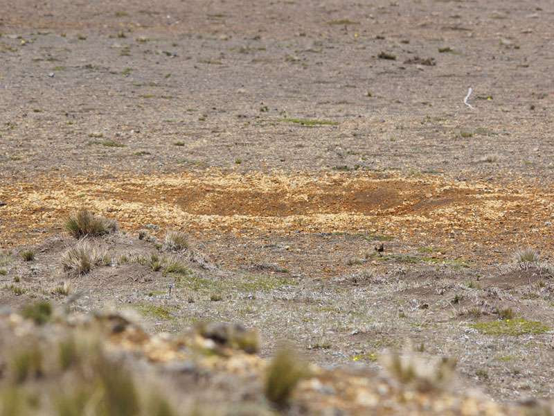 Auf dem Boden finden sich mancherorts helle, ovale oder fast runde Bereiche - es sind die Suhlplätze der Vikunjas und Lamas; Foto: 27.12.2017, Foto: 27.12.2017, Reserva de Producción de Fauna Chimborazo