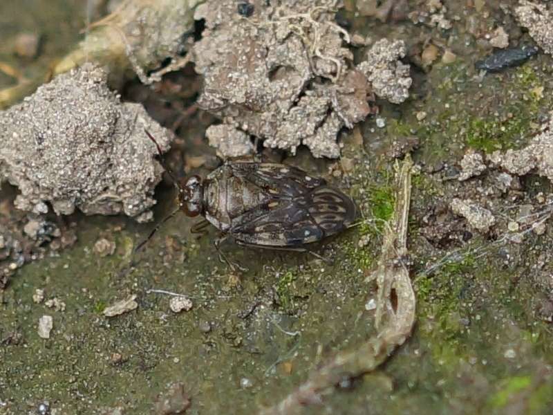 Gemeiner Hüpferling (Common Shore Bug, Saldula saltatoria); Foto: 04.06.2015, Bochum-Dahlhausen