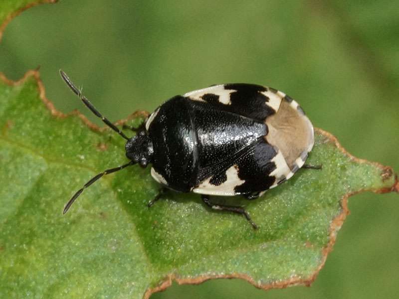 Schwarzweiße Erdwanze (Pied Shieldbug, Tritomegas bicolor); Foto: 13.05.2017, Essen-Frintrop