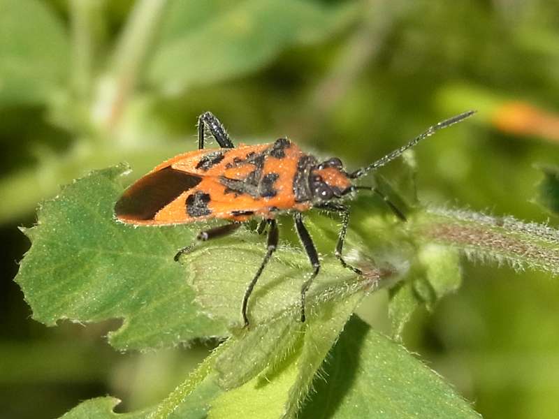 Zimtwanze (Cinnamon Bug, Corizus hyoscyami); Foto: 15.06.2014, Bochum-Riemke