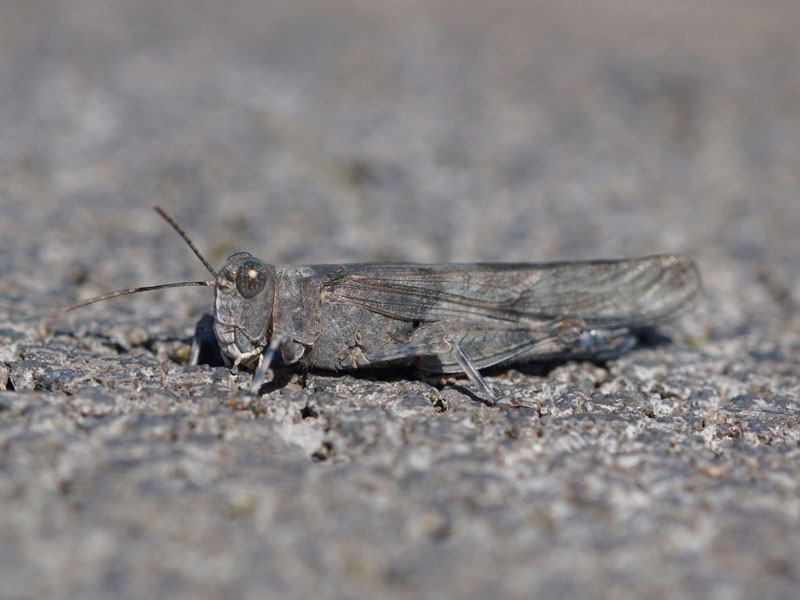 Männliche Blauflügelige Sandschrecke (Slender Blue-winged Grasshopper, Sphingonotus caerulans); Foto: 31.08.2015, Herten-Süd