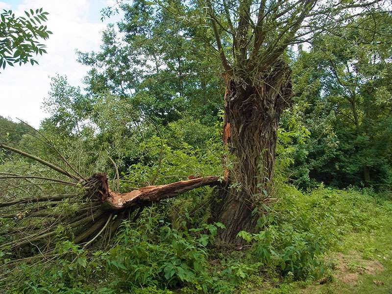 Kopfweide (Salix sp.) als Sturmopfer - das Totholz durfte an dieser Stelle des NSG Tippelsberg/Berger Mühle nicht liegen bleiben; Foto: 21.06.2014, Bochum-Riemke