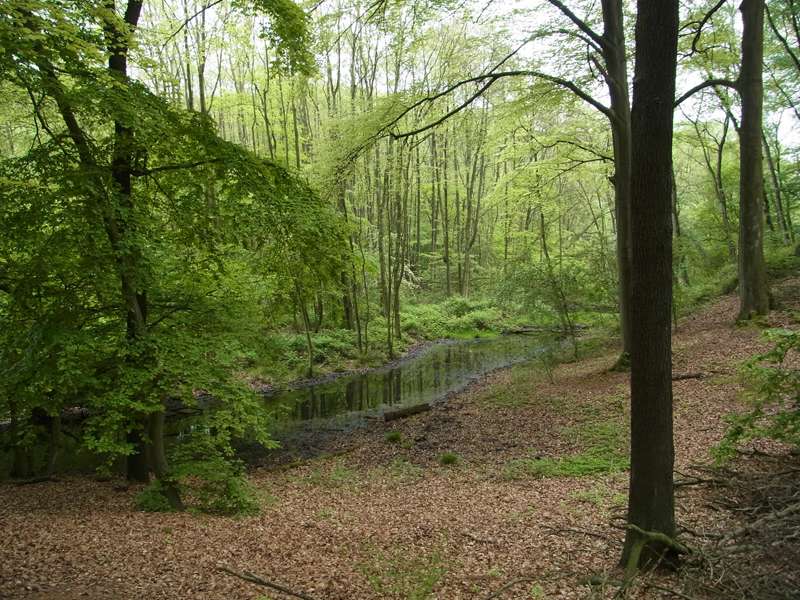Feuchter Waldbereich im NSG Tippelsberg/Berger Mühle; Foto: 26.04.2014, Bochum-Bergen
