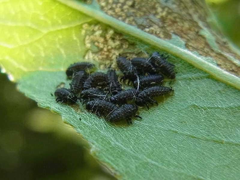 Breiter Weidenblattkäfer (Willow Leaf Beetle, Plagiodera versicolora), junge Larven; Foto: 03.05.2014, Bochum-Riemke
