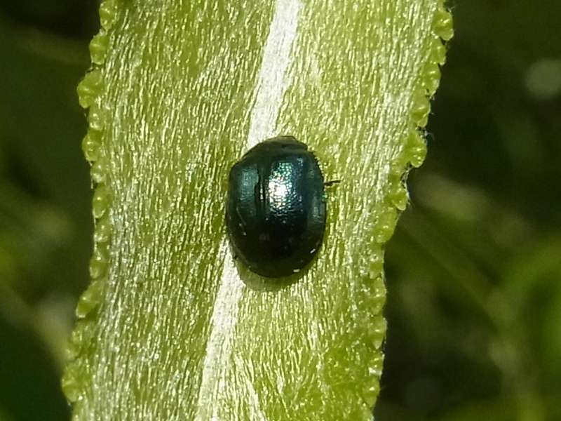 Breiter Weidenblattkäfer (Willow Leaf Beetle, Plagiodera versicolora); Foto: 22.06.2014, Bochum-Dahlhausen