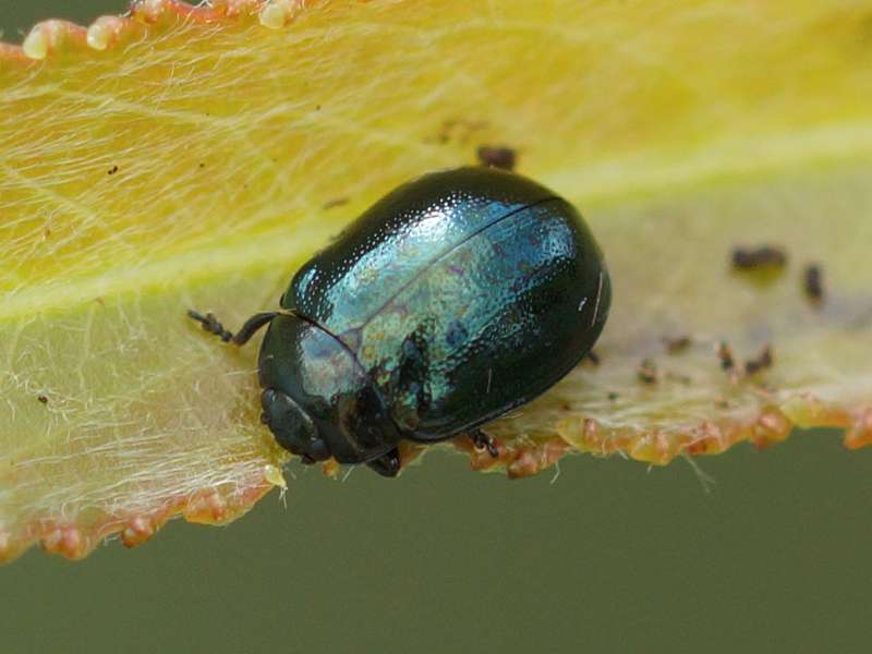 Breiter Weidenblattkäfer (Willow Leaf Beetle, Plagiodera versicolora); Foto: 19.08.2015, Bochum-Querenburg