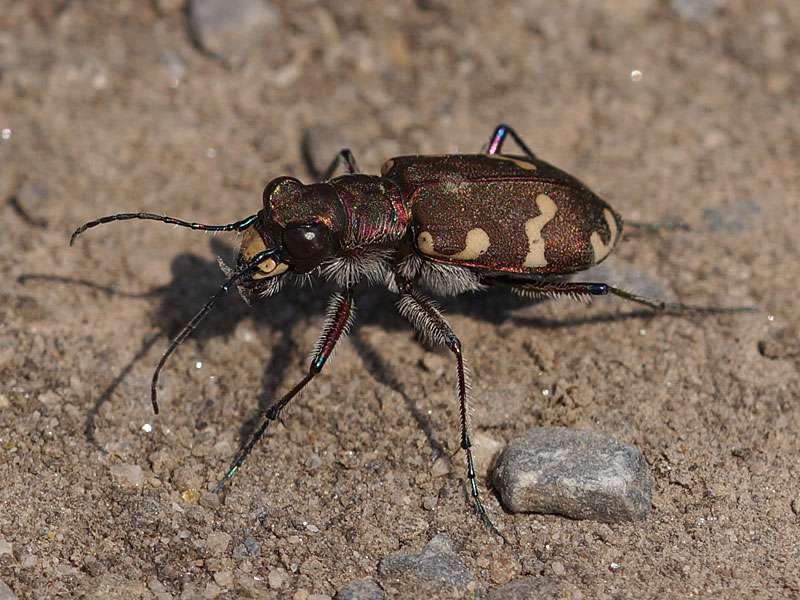 Dünen-Sandlaufkäfer (Northern Dune Tiger Beetle, Cicindela hybrida); Foto: 24.07.2016, Essen-Dellwig