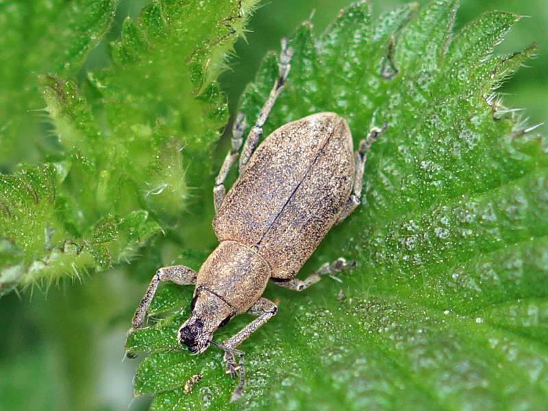 Echter Streckrüssler (Beet Leaf Weevil, Tanymecus palliatus); Foto: 24.05.2015, Bochum-Riemke