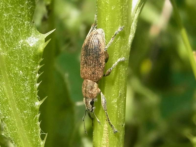 Echter Streckrüssler (Beet Leaf Weevil, Tanymecus palliatus); Foto: 08.06.2014, Bochum-Riemke