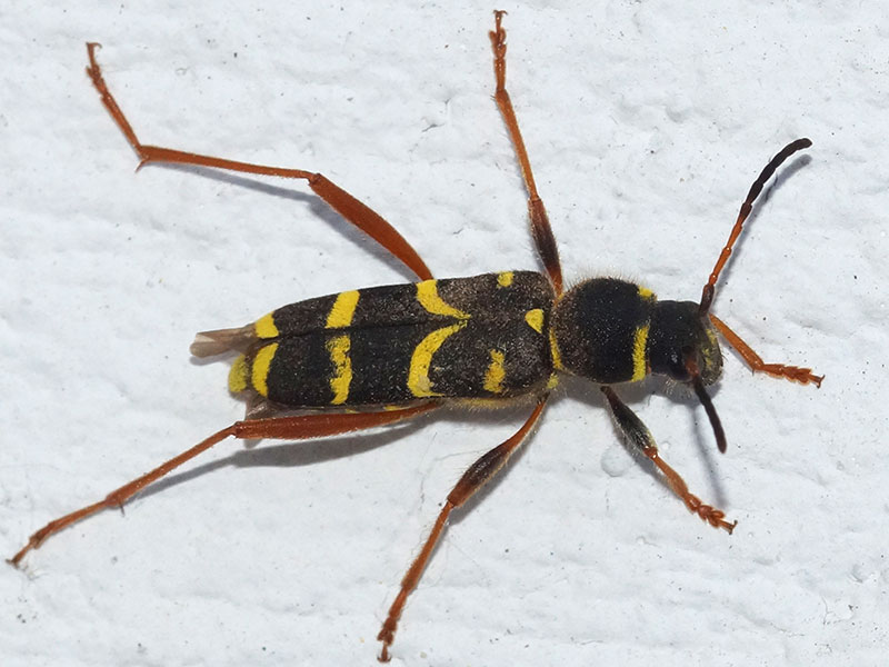 Echter Widderbock (Wasp Beetle, Clytus arietis); Foto: 09.05.2018, Essen-Frintrop