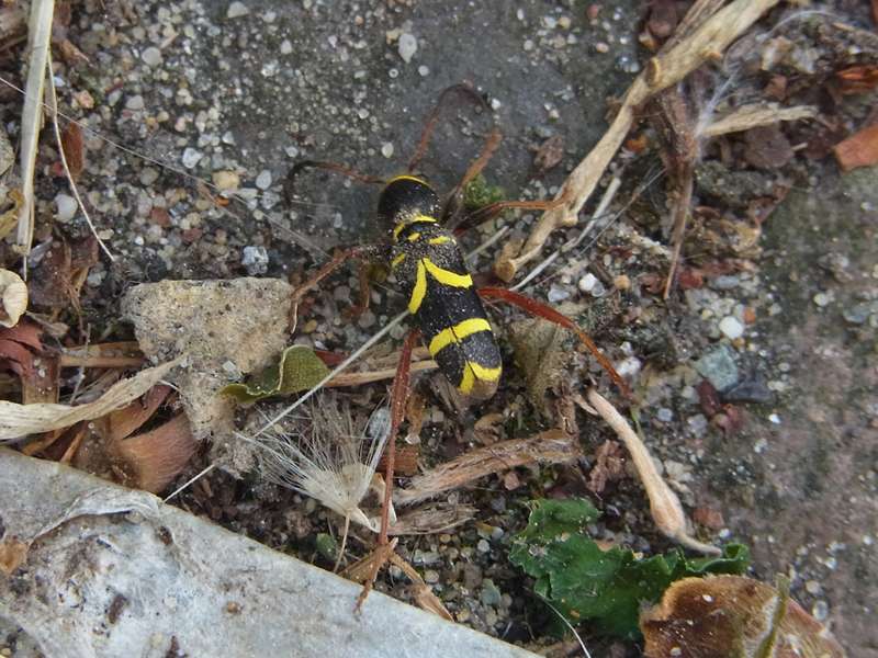Echter Widderbock (Wasp Beetle, Clytus arietis); Foto: 08.05.2015, Bochum-Riemke