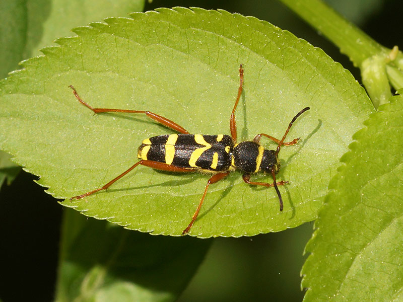 Echter Widderbock (Wasp Beetle, Clytus arietis); Foto: 05.05.2018, Herten-Süd-West