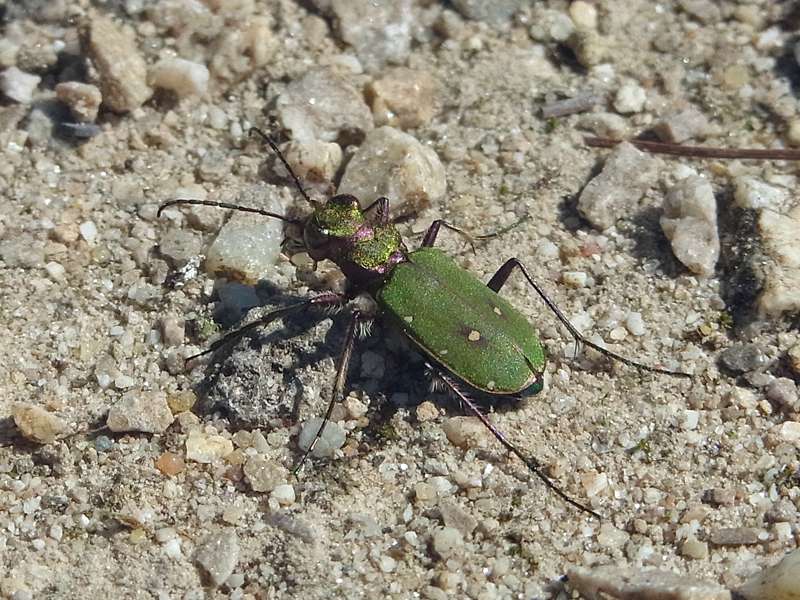 Feld-Sandlaufkäfer (Green Tiger Beetle, Cicindela campestris); Foto: 15.04.2015, Bochum-Querenburg