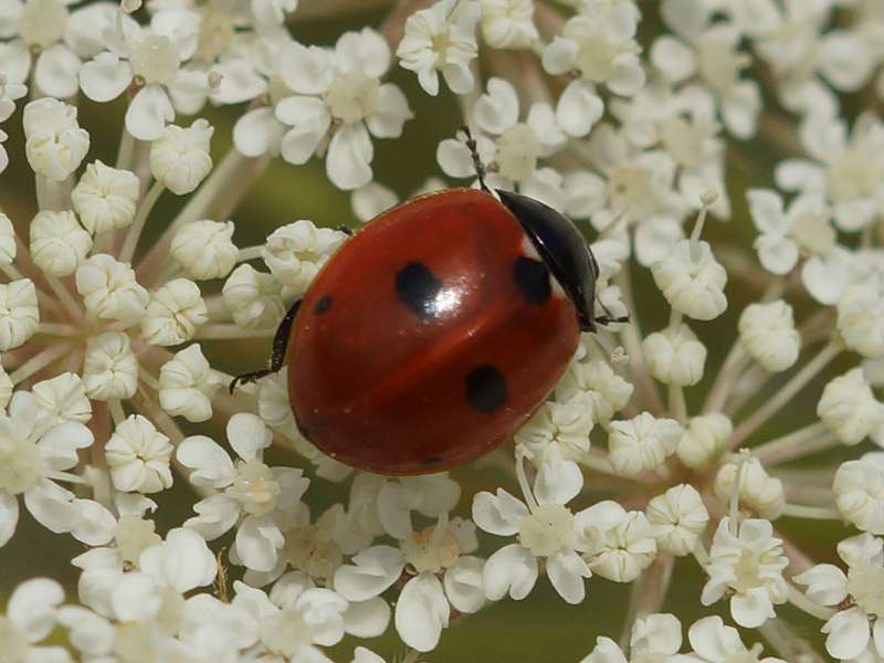 Fünfpunkt-Marienkäfer (5-spot Ladybird, Coccinella quinquepunctata); Foto: 24.07.2015, Bochum-Riemke