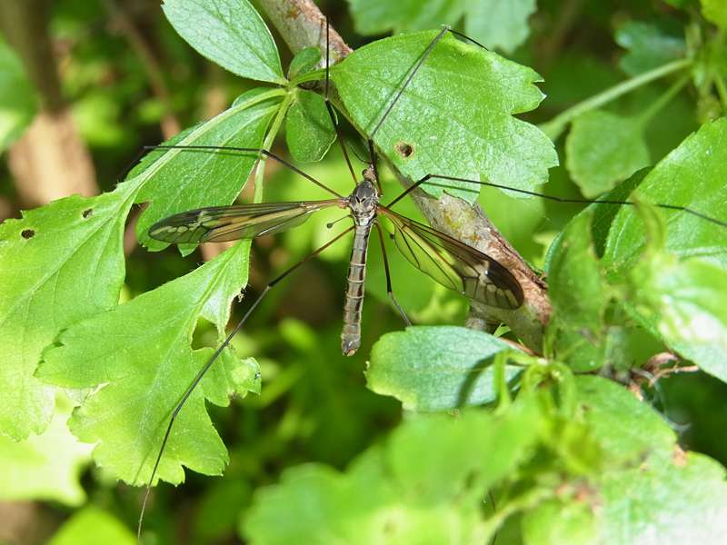 Gefleckte Schnake (Lateral-lined Spotted Crane Fly, Tipula vittata); Foto: 12.04.2014, Essen-Heisingen