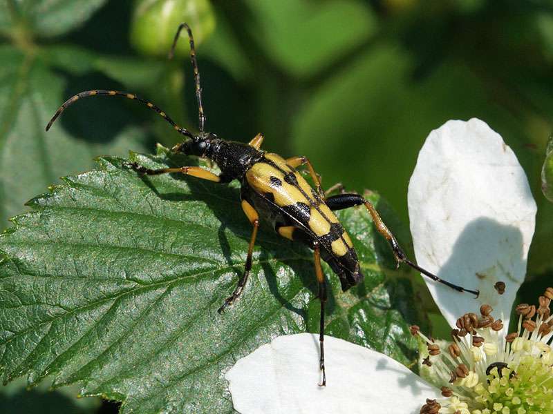 Gefleckter Schmalbock (Spotted Longhorn Beetle, Rutpela maculata); Foto: 04.06.2016, Dorsten-Hervest