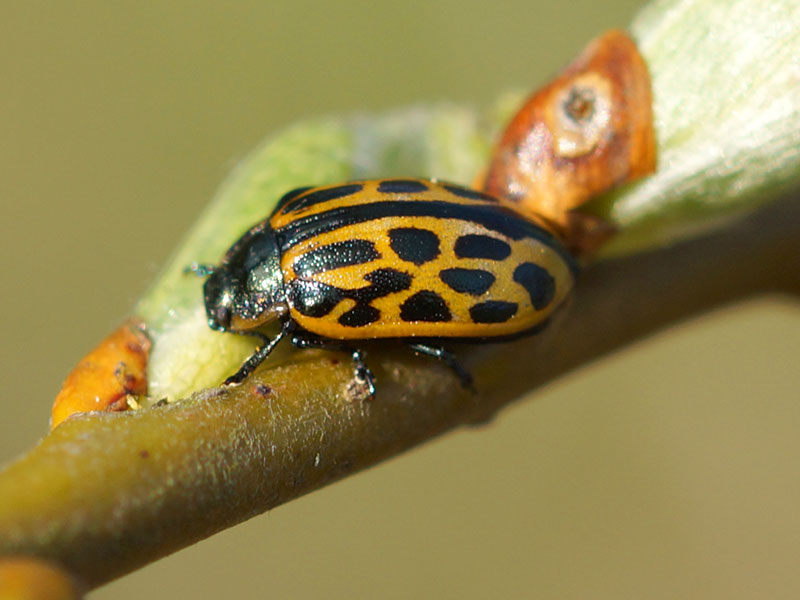 Gefleckter Weidenblattkäfer (Willow Leaf Beetle, Chrysomela vigintipunctata); Foto: 14.04.2015, Bochum-Riemke