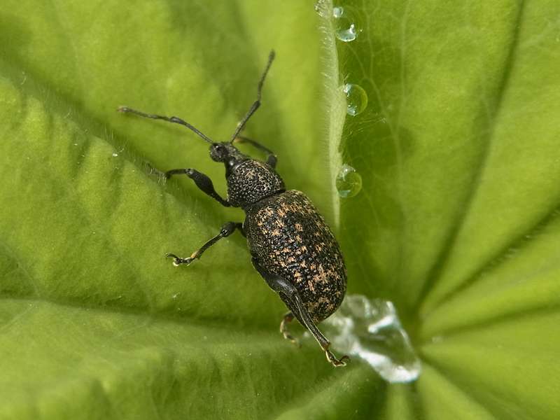 Gefurchter Dickmaulrüssler (Black Vine Weevil, Otiorhynchus sulcatus); Foto: 01.06.2014, Bochum-Querenburg