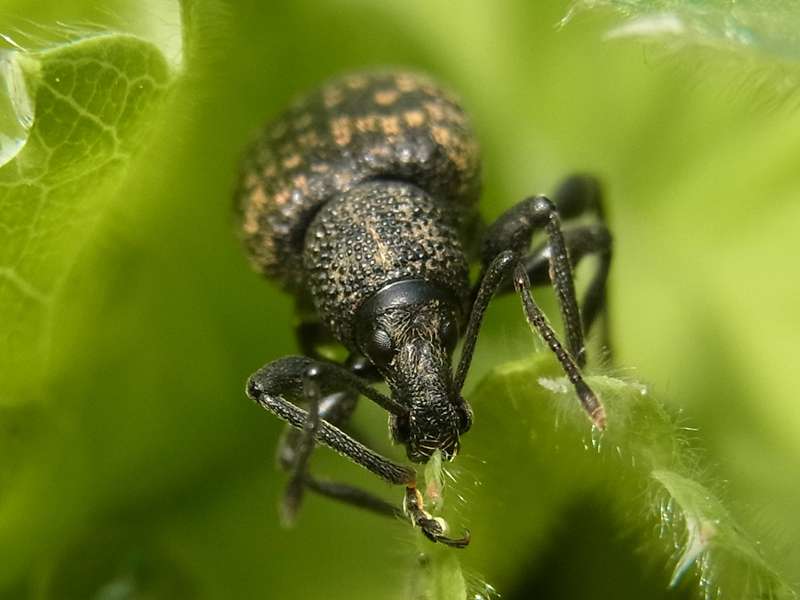 Gefurchter Dickmaulrüssler (Black Vine Weevil, Otiorhynchus sulcatus); Foto: 01.06.2014, Bochum-Querenburg