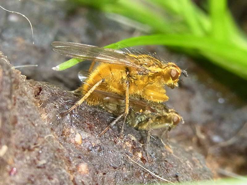 Gelbe Dungfliege (Common Yellow Dung Fly, Scathophaga stercoraria), Paarung; Foto: 19.04.2015, Bochum-Riemke