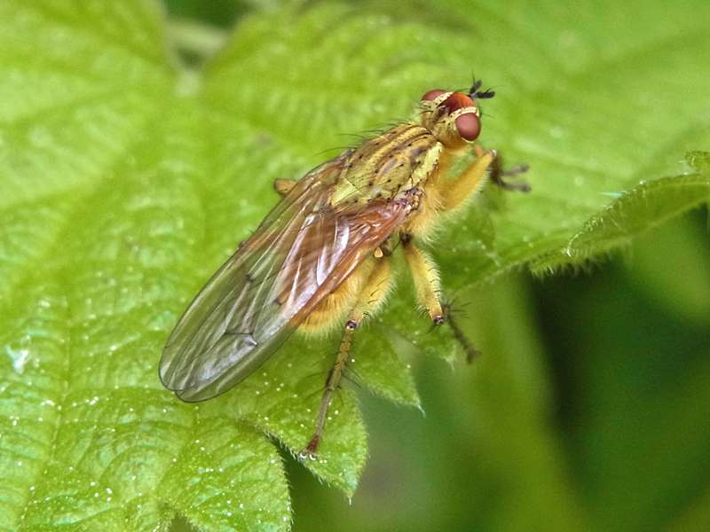 Gelbe Dungfliege (Common Yellow Dung Fly, Scathophaga stercoraria); Foto: 26.04.2014, Bochum-Riemke