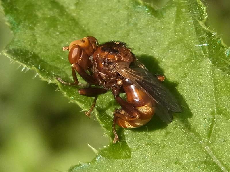 Gemeine Breitstirnblasenkopffliege (Thick-headed Fly, Sicus ferrugineus); Foto: 22.06.2014, Bochum-Dahlhausen