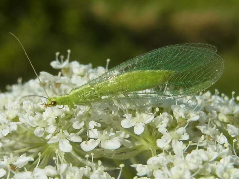 Gemeine Florfliege (Green Lacewing, Chrysoperla carnea s.l.); Foto: 06.07.2014, Bochum-Riemke
