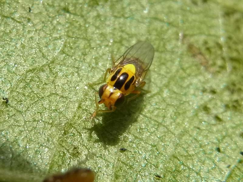 Gemeine Rasenhalmfliege (Yellow Swarming Fly, Thaumatomyia notata); 22.05.2014, Bochum-Riemke