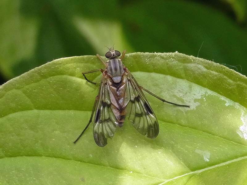 Gemeine Schnepfenfliege (Snipefly, Rhagio scolopaceus); Foto: 11.06.2013, Bochum-Riemke