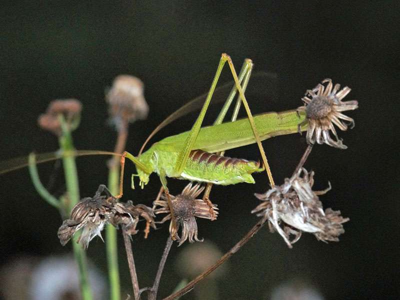 Männliche Gemeine Sichelschrecke (Sickle-bearing Bush-cricket, Phaneroptera falcata); Foto: 12.09.2016, Essen-Dellwig