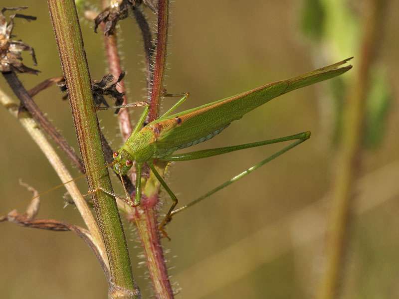 Männliche Gemeine Sichelschrecke (Sickle-bearing Bush-cricket, Phaneroptera falcata); Foto: 30.08.2016, Essen-Dellwig