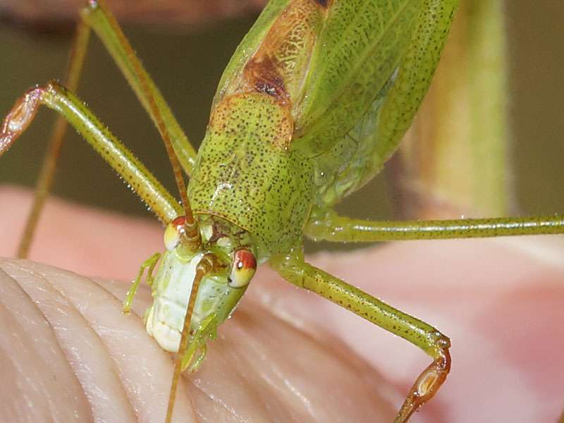Männliche Gemeine Sichelschrecke (Sickle-bearing Bush-cricket, Phaneroptera falcata); Foto: 30.08.2016, Essen-Dellwig
