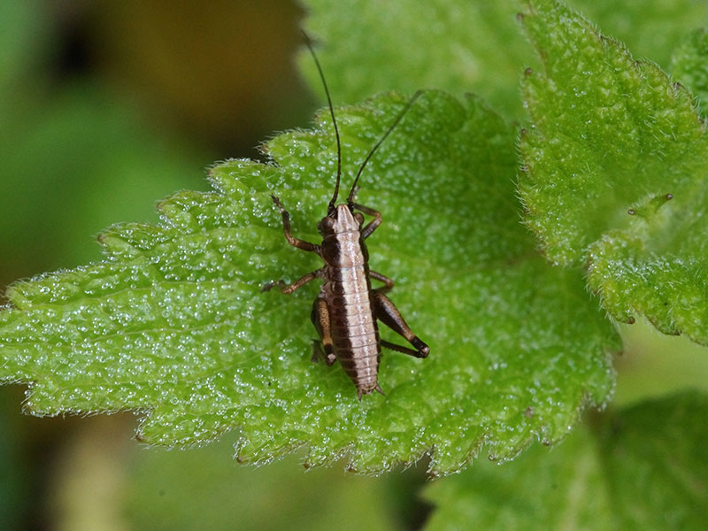 Junge männliche Gemeine Strauchschrecke (Dark Bush-cricket, Pholidoptera griseoaptera); Foto: 28.05.2016, Bochum-Querenburg