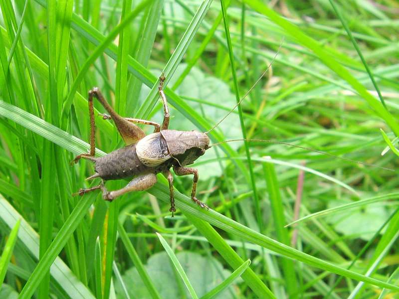 Männliche Gemeine Strauchschrecke (Dark Bush-cricket, Pholidoptera griseoaptera); Foto: 12.07.2007, Essen-Heisingen