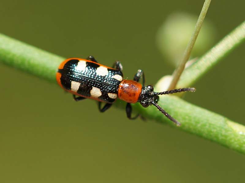 Gemeines Spargelhähnchen (Common Asparagus Beetle, Crioceris asparagi); Foto: 23.08.2015, Bochum-Querenburg