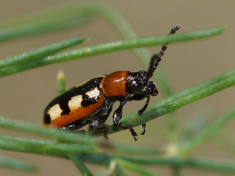 Gemeines Spargelhähnchen (Common Asparagus Beetle, Crioceris asparagi); Foto: 07.07.2016, Bochum-Querenburg
