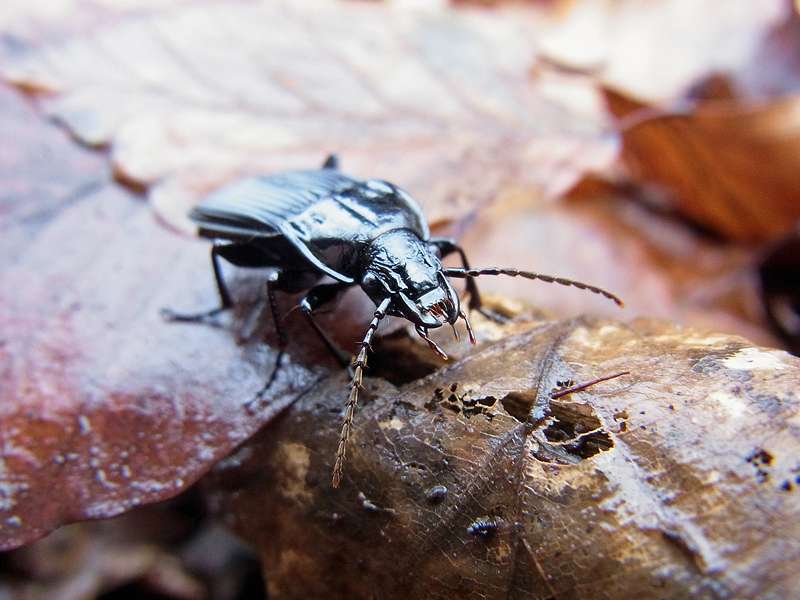 Großer Breitkäfer (Parallel-sided Ground Beetle, Abax parallelepipedus); Foto: 24.12.2012, Köln-Brück