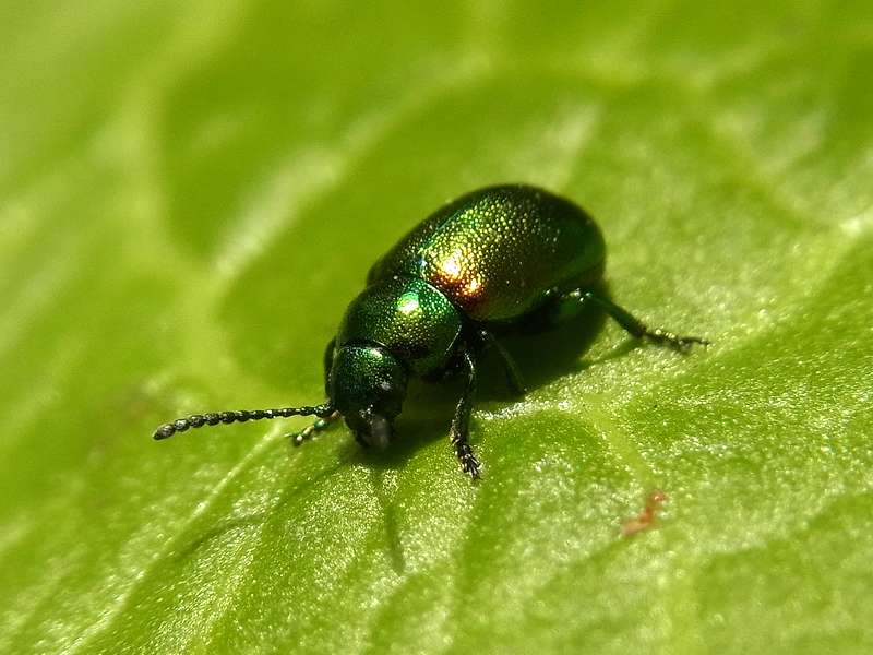 Männlicher Grüner Sauerampferkäfer (Green Dock Leaf Beetle, Gastrophysa viridula); Foto: 22.09.2013, Bochum-Querenburg