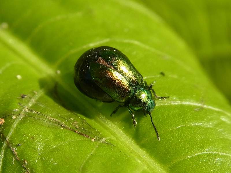 Weiblicher Grüner Sauerampferkäfer (Green Dock Leaf Beetle, Gastrophysa viridula); Foto: 22.09.2013, Bochum-Querenburg