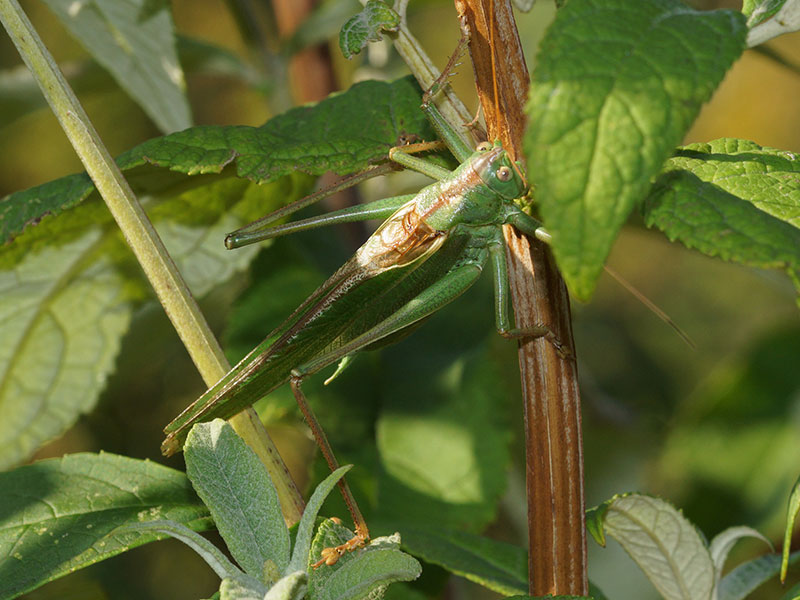 Männliches Grünes Heupferd (Great Green Bush-cricket, Tettigonia viridissima); Foto: 10.09.2016, Oberhausen Neue Mitte