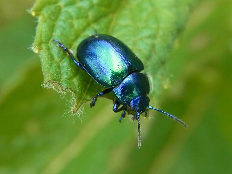 Himmelblauer Blattkäfer (Blue Mint Beetle, Chrysolina coerulans); Foto: 24.05.2014, Hattingen-Niederwenigern