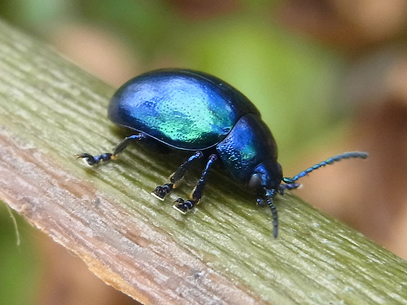 Himmelblauer Blattkäfer (Blue Mint Beetle, Chrysolina coerulans); Foto: 22.06.2014, Bochum-Dahlhausen