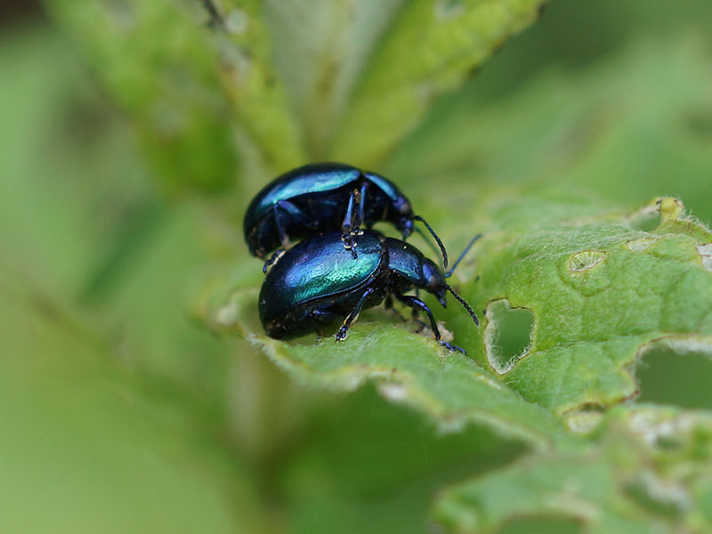 Himmelblauer Blattkäfer (Blue Mint Beetle, Chrysolina coerulans); Foto: 04.06.2015, Bochum-Dahlhausen