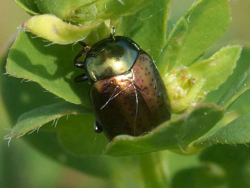 Johanniskraut-Blattkäfer (St. John's Wort Beetle, Chrysolina hyperici); Foto: 26.05.2016, Herten-Süd