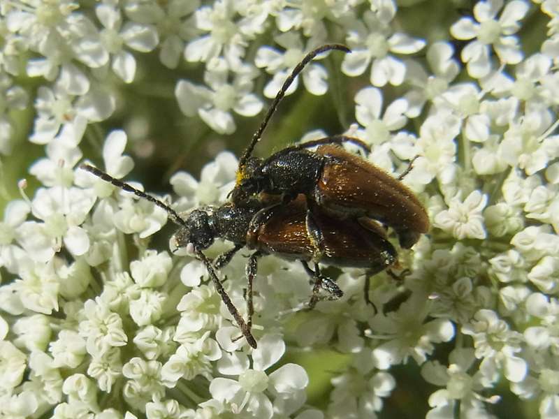 Kleiner Halsbock (Fairy-ring Longhorn Beetle, Pseudovadonia livida); Foto: 06.07.2014, Bochum-Riemke