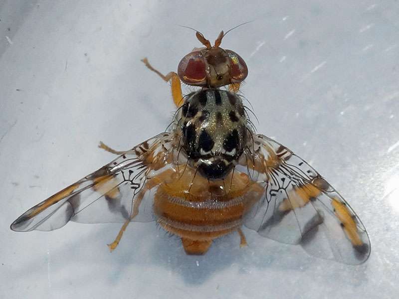 Mittelmeer-Fruchtfliege (Mediterranen Fruit Fly, Ceratitis capitata); Foto: 31.10.2017, Essen-Frintrop